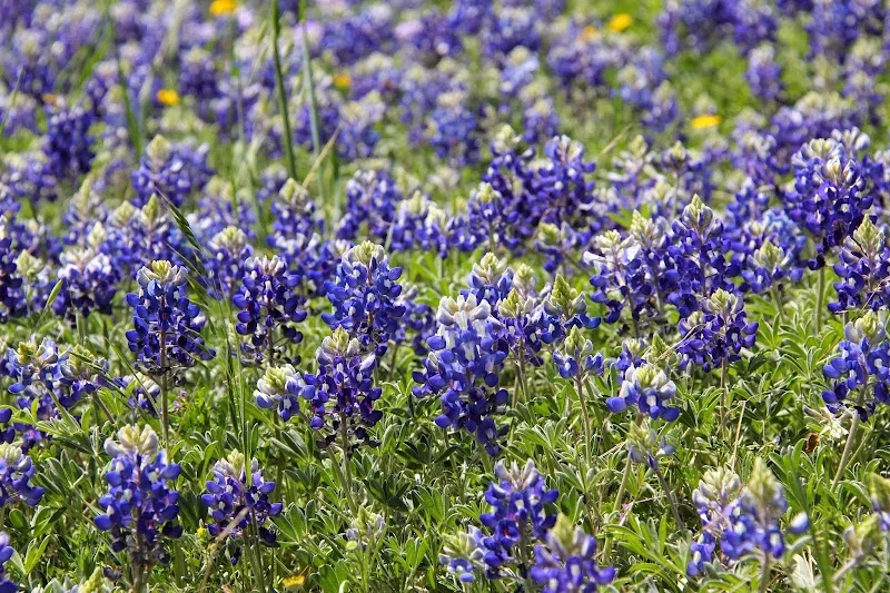 Bluebonnet HVAC, LLC